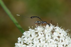 Gasteruption longicolle