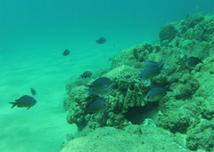 Chromis ovalis