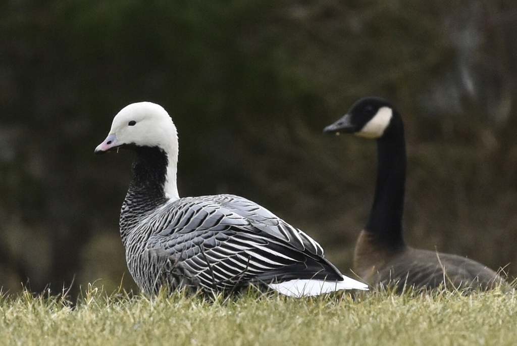 Emperor Goose - eBird