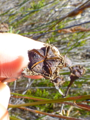 Lampranthus stenopetalus