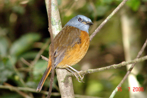 Amber Mountain Rock Thrush (Monticola erythronotus), photo 1