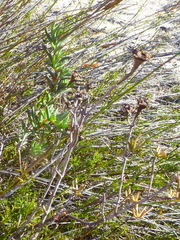 Lampranthus stenopetalus