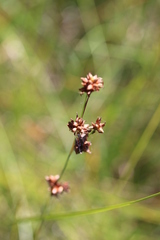 Cladium mariscoides
