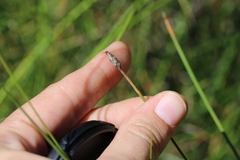 Eleocharis rostellata