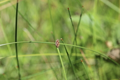 Eleocharis rostellata