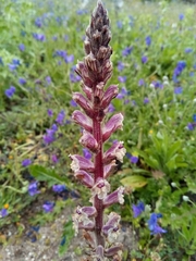Orobanche crenata
