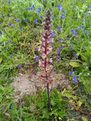 Orobanche crenata