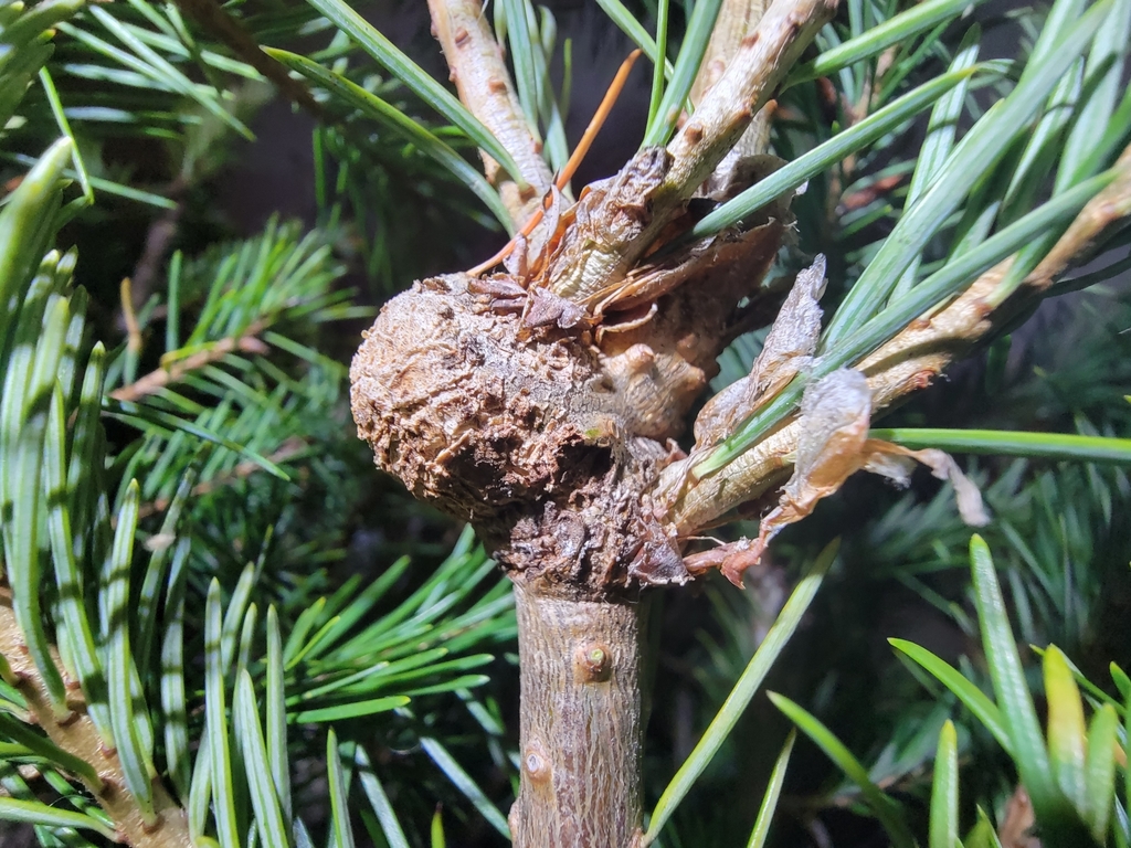Balsam Woolly Aphid
