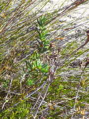Lampranthus stenopetalus