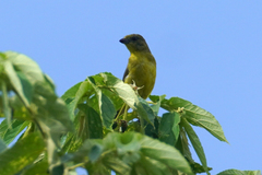Euphonia laniirostris