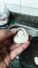 Volvariella volvacea