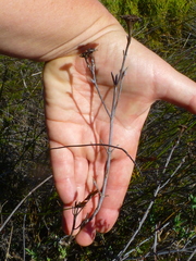 Lampranthus stenopetalus