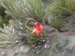 Adenanthos sericeus