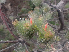 Adenanthos sericeus