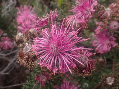 Isopogon cuneatus