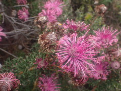 Isopogon cuneatus