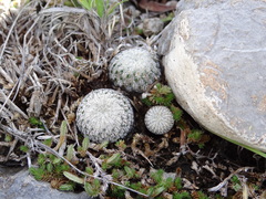 Mammillaria pectinifera