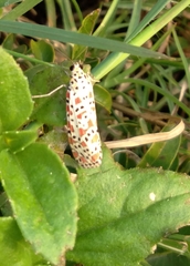 Utetheisa lotrix lotrix