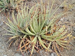 Hechtia podantha