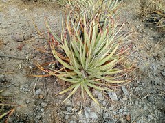 Hechtia podantha