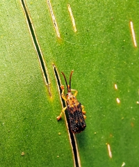 Gonophora pulchella
