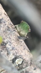 Xerophloea viridis