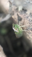Xerophloea viridis