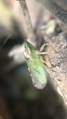 Xerophloea viridis