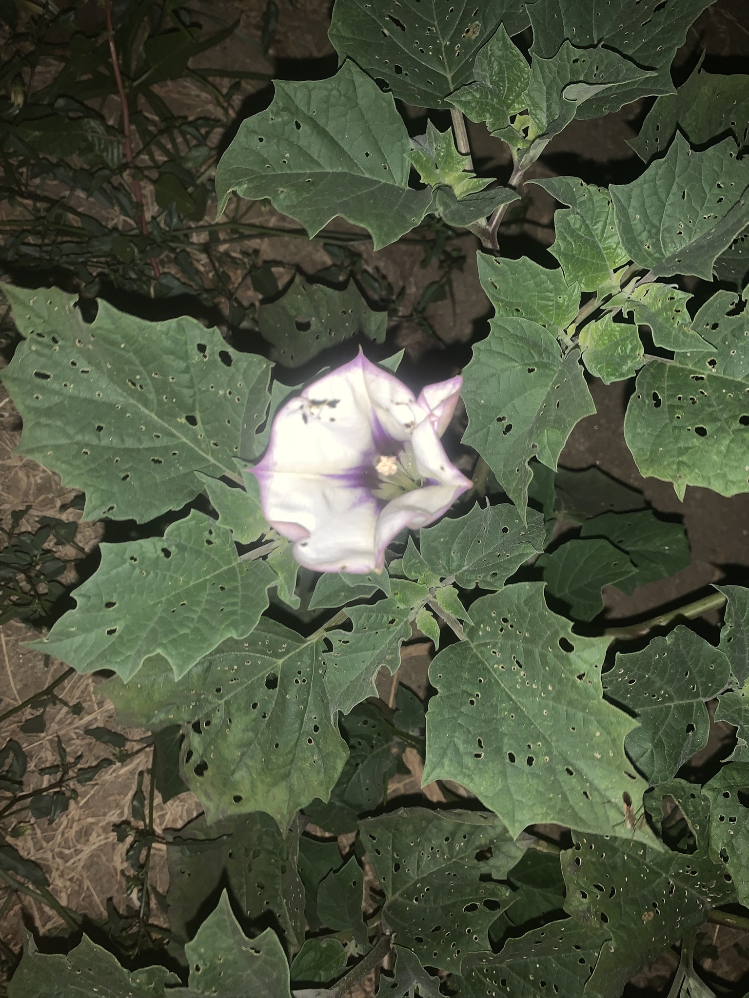 Datura