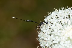 Gasteruption longicolle