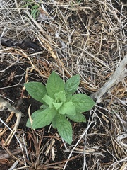 Apalochlamys spectabilis