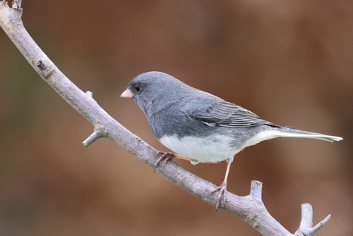 Slate-colored Junco photographed in Maryland