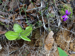 Pinguicula moranensis