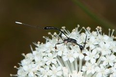 Gasteruption longicolle