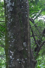Adenanthera pavonina