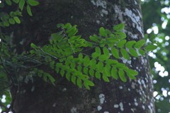 Adenanthera pavonina