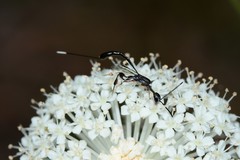 Gasteruption longicolle