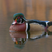 Wood Duck - Photo (c) Kent Ross, some rights reserved (CC BY-NC), uploaded by Kent Ross