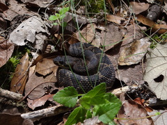 Crotalus molossus oaxacus