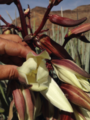 Yucca baccata baccata