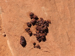 Bassariscus