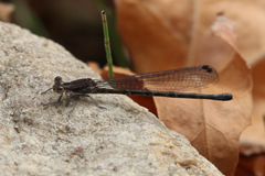 Argia extranea
