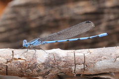 Argia lacrimans