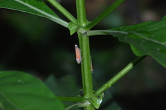 Bothrogonia addita