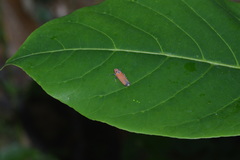 Bothrogonia addita