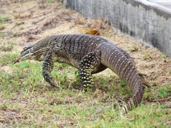 Varanus panoptes