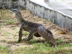 Varanus panoptes