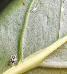 Ernestinus siamensis