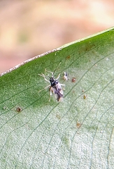 Ernestinus siamensis