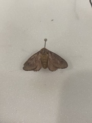 Doratifera quadriguttata